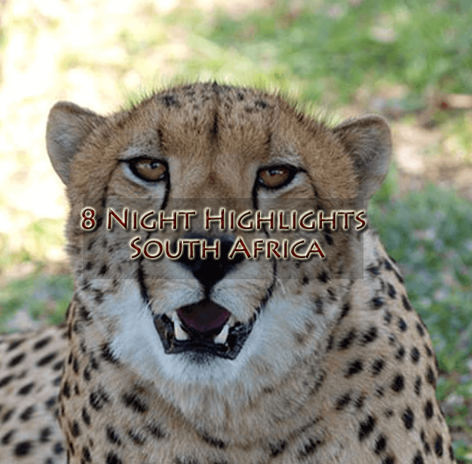 Cheetah new - 8 Night Highlights South Africa, Kwazulu Natal, Safari and World Heritage Site