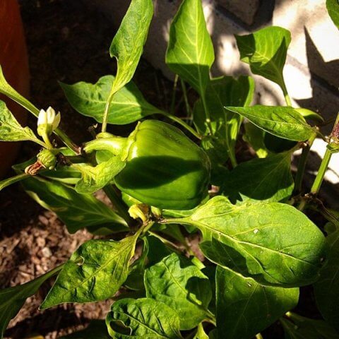 phoca thumb l bell peppers - The Garden Life with Donnella Whitacre