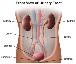 urinary tract 300x253 - FIT, FABULOUS, AND PYLELO……OH, NO!!!! The What, How and Why of Kidney Infections